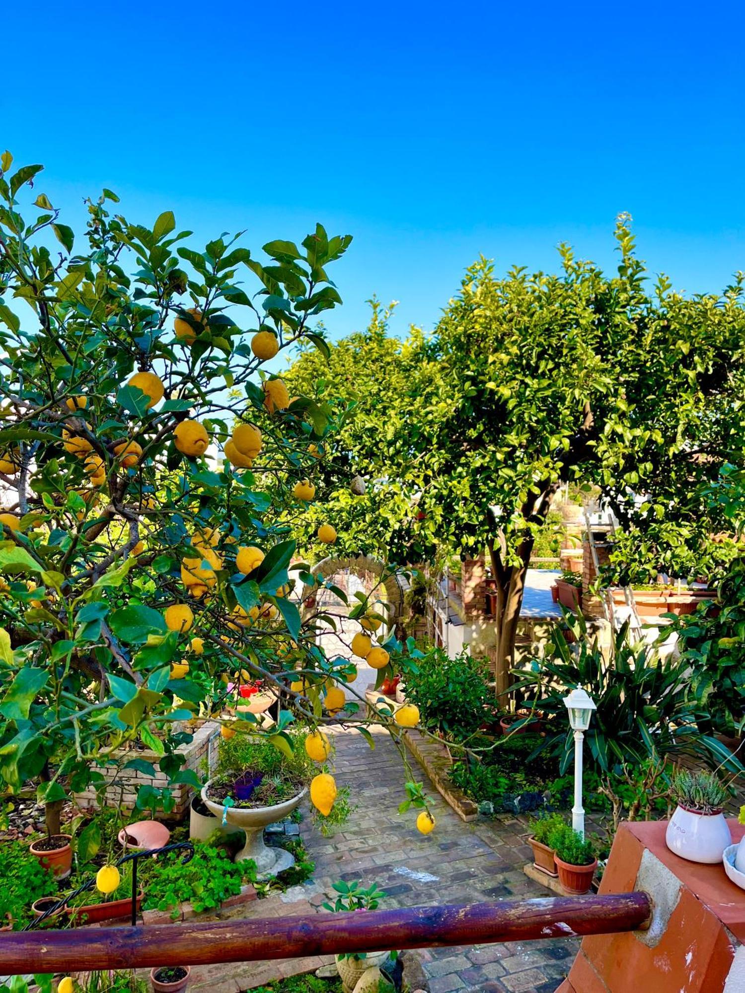 Villa Elke Ischia Kültér fotó